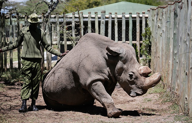 In this photo taken Wednesday, May 3, 2017, a ranger takes care of Sudan, the world's last male northern white rhino, at the Ol Pejeta Conservancy in Laikipia county in Kenya.  Sudan has died after "age-related complications" researchers announced Tuesday, saying he "stole the heart of many with his dignity and strength." (AP Photo)