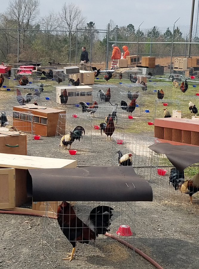 Nearly 200 roosters are being held on the grounds of the Sevier County jail in southwest Arkansas after a raid on a suspected cockfighting operation that netted more than 100 arrests, authorities said.