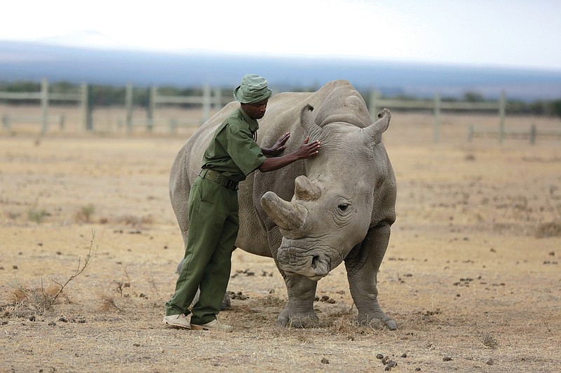 In this Friday, March 2, 2018 file photo, keeper Zachariah Mutai attends to Fatu, one of only two female northern white rhinos left in the world, in the pen where she is kept for observation, at the Ol Pejeta Conservancy in Laikipia county in Kenya. According to four new United Nations scientific reports on biodiversity released on Friday, March 23, 2018, Earth is losing plants, animals and clean water at a dramatic rate. (AP Photo/Sunday Alamba)