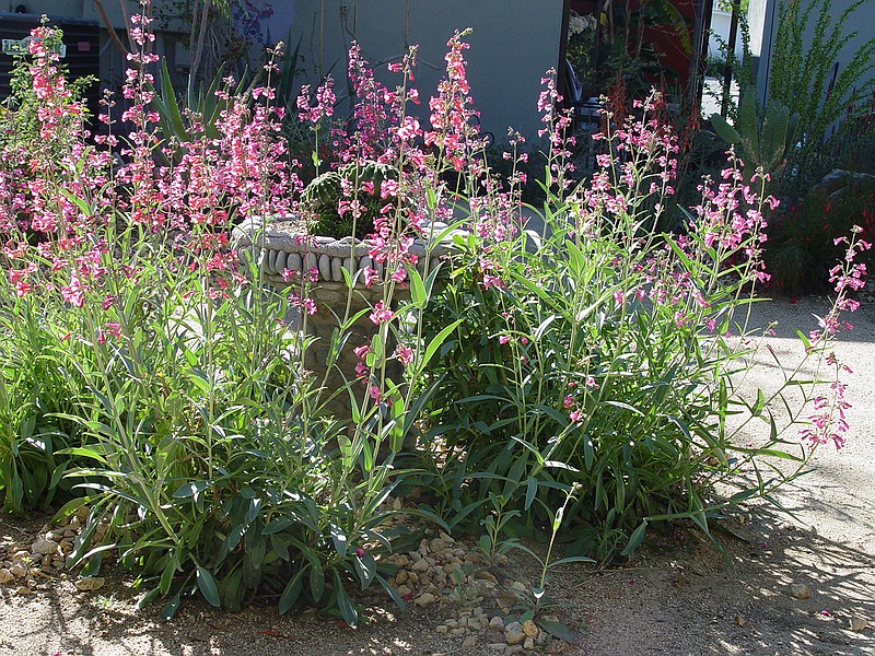 Native Penstemon parryi is easy to sow from seed but also sold in garden centers. (Maureen Gilmer/TNS)
