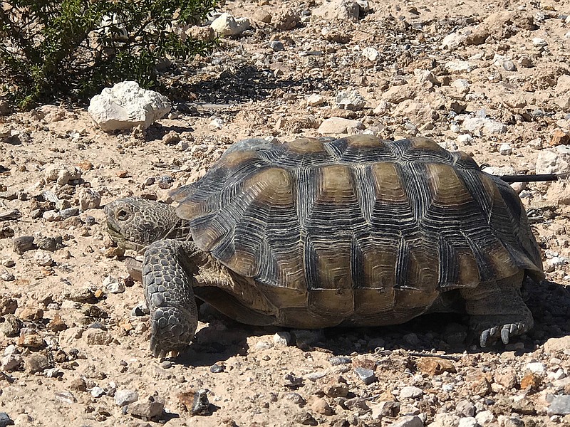 Mojave Max at Springs Preserve in Las Vegas. (David Montero/Los Angeles Times/TNS)