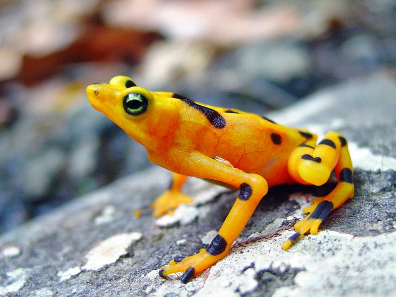 This undated photo provided by Corinne Richards-Zawacki in March 2018 shows a healthy golden frog in the streams of Panama. A deadly fungal disease devastated amphibians in Central America more than a decade ago, quieting some mountain streams. But new research released on Thursday, March 28, 2018 shows evolution may have saved the day _ and the frogs. (Corinne Richards-Zawacki/via AP)