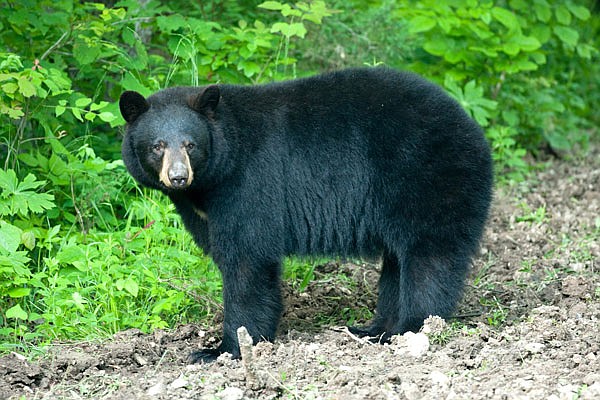 Black bears are growing in number across the Missouri Ozarks.