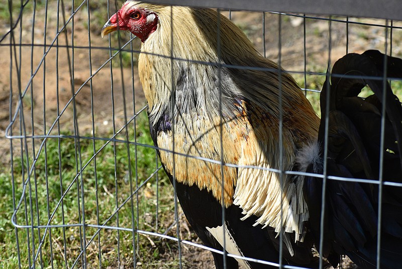 A fighting rooster crows in an individual pen next to the Sevier County jail in De Queen, Ark. Research continues to help the prosecutor to determine the fate of the roosters.
