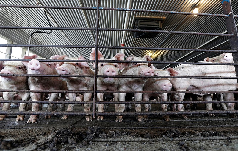 FILE -This July 21, 2017 file photo shows young hogs at Everette Murphrey Farm in Farmville, N.C. A federal lawsuit starting in April 2018, in the country’s No. 2 pork-producing state is the first of a string of cases deciding whether open-air animal waste pits are such a nuisance that neighbors can’t enjoy their own property.  The North Carolina trial’s outcome could shake the profits and change production methods of pork producers who have enjoyed legislative protection and promotion in one of the nation’s food centers.   (AP Photo/Gerry Broome)