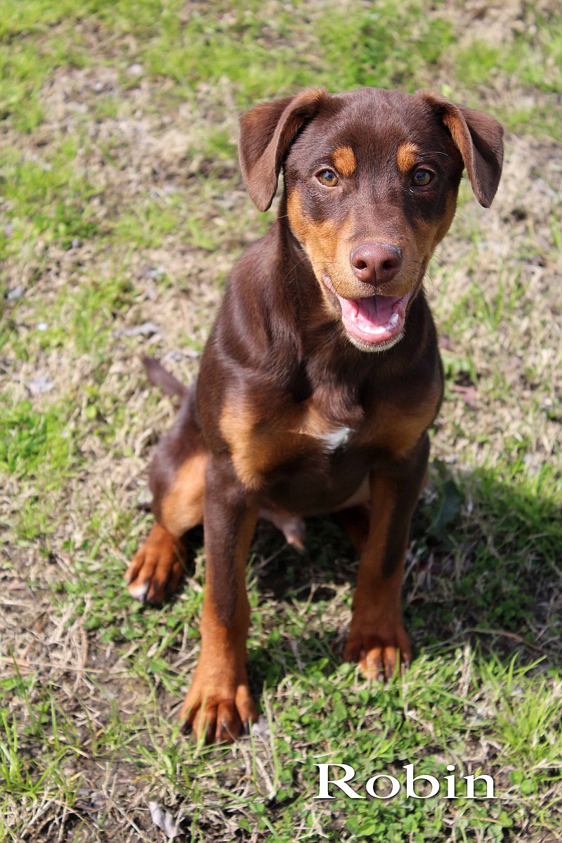 Doberman lab mix puppy sales