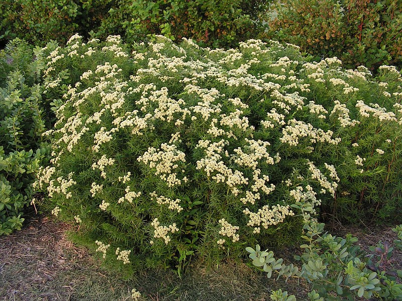 <p>(Photo by Randy Tindall) Missouri has six species of mountain mints, including slender mountain mint (<em>Pycnanthemum tenuifolium</em>).</p>
