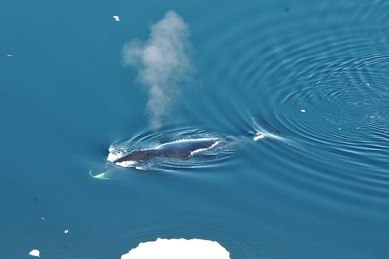 This June 2017 photo provided by the Norwegian Polar Institute shows a bowhead whale in the Fram Strait between Greenland and Svalbard. In a study released in the Wednesday, April 4, 2018 edition of Biology Letters, scientists have eavesdropped year-round on the songs of bowhead whales which roam the Arctic under the ice, and have found they are more prolific and jazzier than other whales. (Kit M. Kovacs, Christian Lydersen/Norwegian Polar Institute via AP)