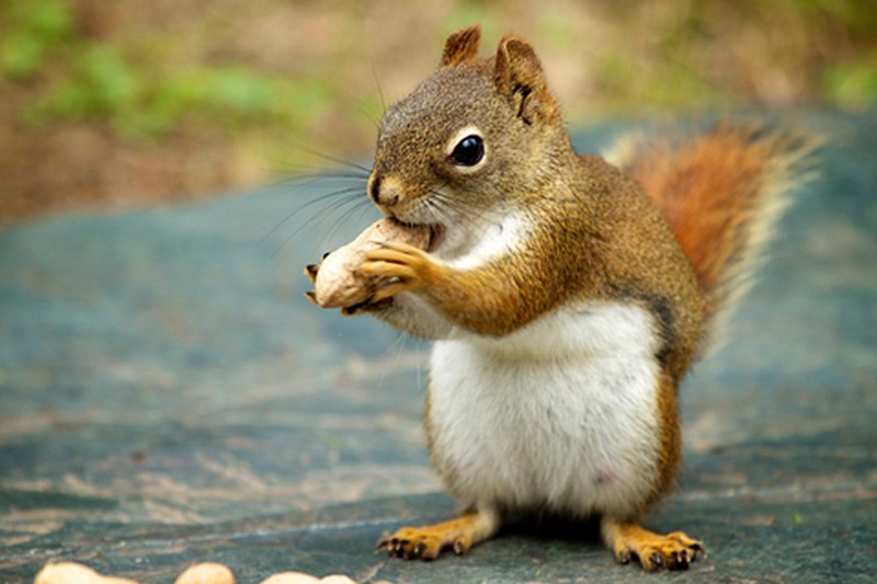 Study uncovers surprising things about squirrels