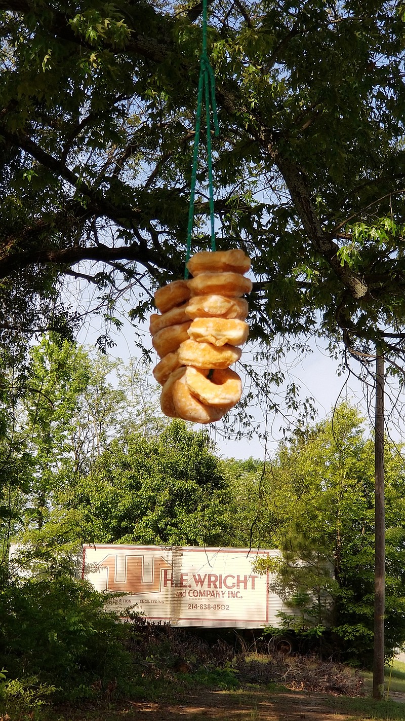 A dozen doughnuts hang from a tree branch Friday at a spot on West Seventh Street in Texarkana, Texas, where local police officers sometimes park to enforce traffic laws. The police department took the gag with a sense of humor, posting this photo on Facebook. "If it is a trap, it might have almost worked," the caption read.