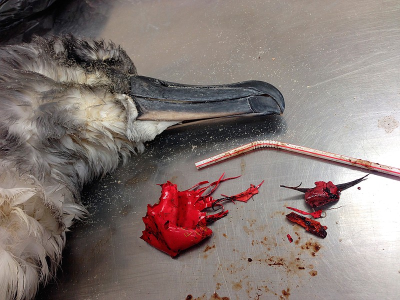 In this December 2016 photo provided by the Commonwealth Scientific and Industrial Research Organization, a dead shearwater bird rests on a table next to a plastic straw and pieces of a red balloon found inside of it on North Stradbroke Island, off the coast of Brisbane, Australia. Australian scientists estimate, using trash collected on U.S. coastlines during clean ups over five years, that there are nearly 7.5 million plastic straws lying around America's shorelines. They then figure that means for the entire world there are between 437 million and 8.3 billion plastic straws on the world's coastlines.