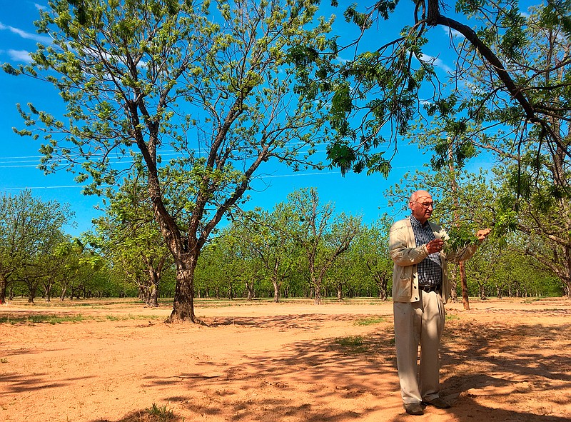 Jim Anthony, the owner of a 14,000-acre pecan farm near Granbury, Texas, displays bud break on a tree Tuesday, April 24, 2018. Anthony is part of a newly formed council of U.S. commercial pecan growers hoping to increase domestic demand of North America's only native nut as a hedge against rising tariffs with China, the biggest export market for American pecans. (AP Photo/Emily Schmall)