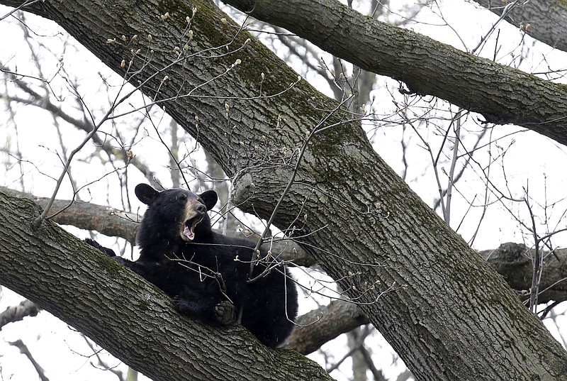 Young bear roaming New Jersey towns Fulton Sun