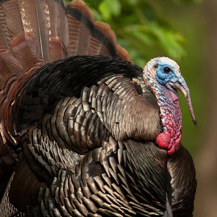 Top harvest counties for Missouri's 2018 spring turkey-hunting season were Franklin, Texas and Laclede. 