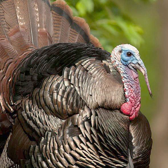 Missouri's spring turkey hunt was down 17 percent. Long winter and late spring could have been a contributing factor.