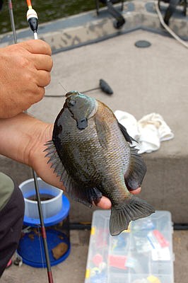 Catching big bluegills on modern cane poles with crickets is a blast.