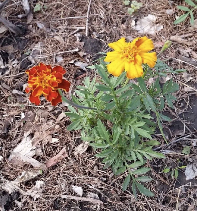 This marigold appears to have a novel trait where the dark color rapidly fades so it appears the plant has flowers of two colors. (Photo by Michele Quinn)