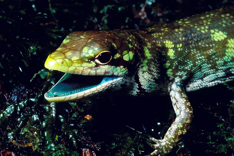 This undated photo provided by Christopher Austin in May 2018 shows a prehensile tailed skink (Prasinohaema prehensicauda) from the highlands of New Papua New Guinea. The high concentrations of the green bile pigment biliverdin in the blood overwhelms the crimson color of red blood cells resulting in a lime-green coloration of the muscles, bones, and mucosal tissues. (Christopher Austin via AP)