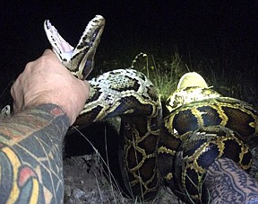 An image posted by the South Florida Water Management District depicts the 1,000th Burmese python caught as part of SFWMD's Python Elimination Program.