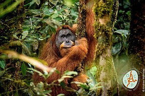 An adult male Tapanuli orangutan named Togos is resting. 
