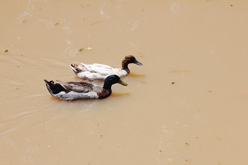 n A pair of ducks has joined the growing population of waterbirds who have discovered the reconditioned Spring Lake Park lake. According to biologists, it does not take long for animals to return to a healthy habitat.
