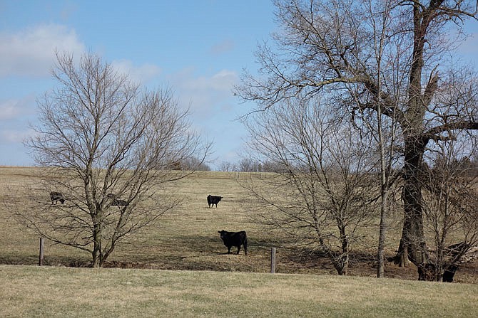 Pasture-grazed cattle are seen on a field southwest of Fulton. (Fulton Sun file photo)