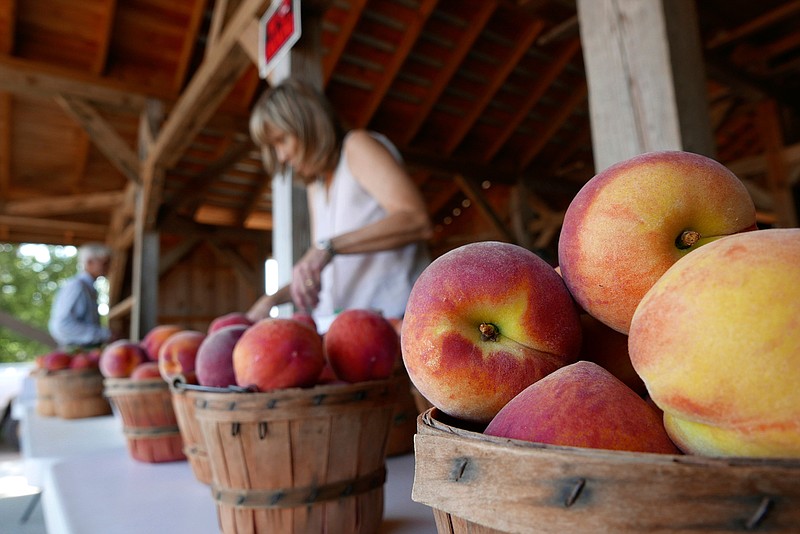 Texas Hill Country peach growers ready for plentiful crop Texarkana