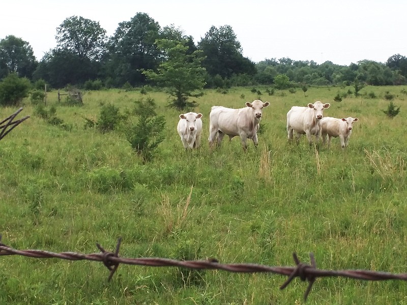 Backgrounding is the growing of steers and heifers from weaning until they enter the feedlot for finishing.