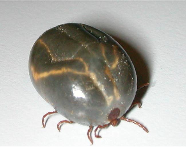 A longhorned tick, also known as Haemaphysalis longicornis, was found in Arkansas. The invasive species is native to East Asia.  (Photo by Commonsource)
