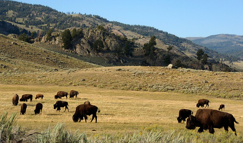 In this Aug. 3, 2016, photo, a herd of bison grazes in the Lamar Valley of Yellowstone National Park. (AP Photo/Matthew Brown,File)