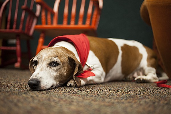 Sketti rests on the floor Oct. 29, 2013, at the Texarkana Public Library. After five years encouraging children to read, Sketti recently retired because of health problems. The library is seeking another therapy dog for its Pages with Poochie program.