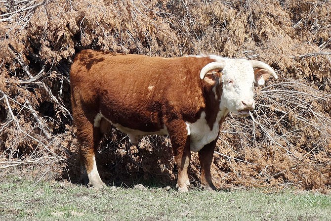 With little rainfall, farmers are having to make tough herd management decisions. University of Missouri Extension officials said they can help.