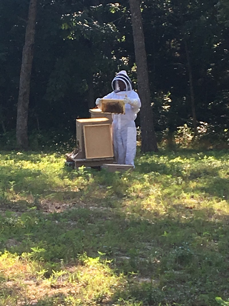 <p>Submitted photo</p><p>First-year beekeeper Aaron Larimore, Russellville, works with one of his two hives. Larimore said he has been greatly aided by his fellow Show Me Beekeepers in establishing his hives this spring. He hopes to one day use this knowledge to open a pollination service.</p>