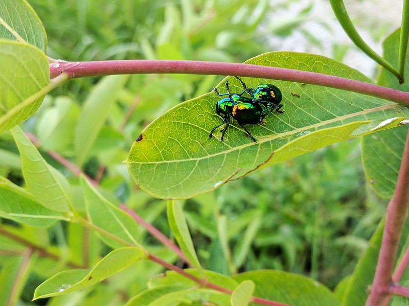 <p>Helen Wilbers/For the News Tribune</p><p>Dogbane flea beetles are among biologist Gabe McNett’s favorite insects. These common but beautiful beetles dine on dogbane, a plant poisonous to most animals.</p>