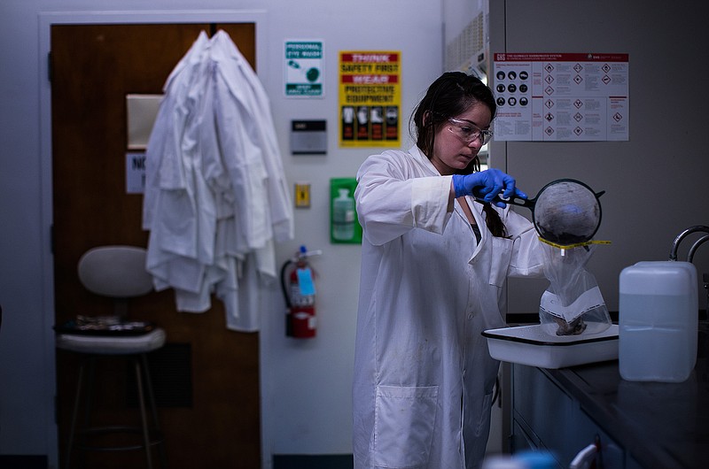 Graduate student Danielle Martinez strains the stomach contents of an urban coyote at Cal State Fullerton on March 16, 2018, in Fullerton, Calif. (Gina Ferazzi/Los Angeles Times/TNS)