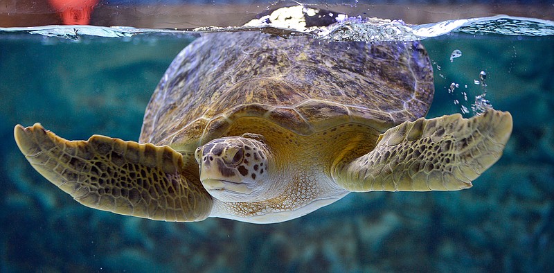 Thalassia swimming in a display at Sea Turtle Rescue Center in Grapevine, Texas, Monday, June 18, 2018. Thalassia is a sea turtle that was hurt by a boat and can not be released back into the wild. Sea Turtle Rescue Center is a new addition at SEA LIFE Grapevine Aquarium.(Max Faulkner/Star-Telegram via AP)