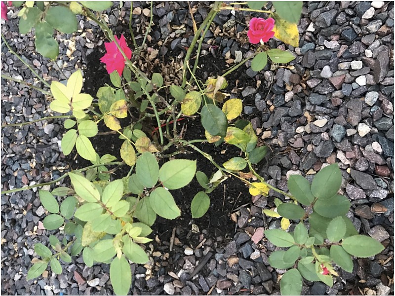 <p>Submitted</p><p>A rose displays the typical disease symptoms of black rot.</p>