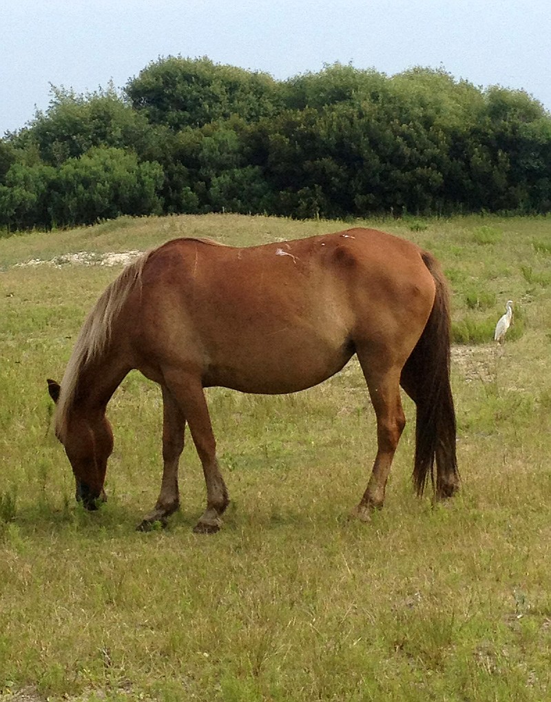 A wild horse grazes on July 10, 2014 near Corolla, N.C. The horses who have survived on the narrow barrier island for around 500 years are facing serious threats, according to those who manage the herd. (Sean Cockerham/McClatchy/TNS)