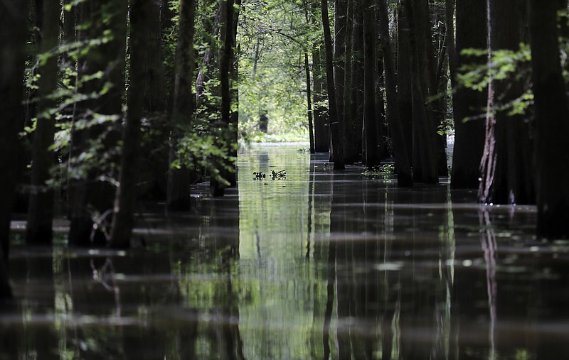 FILE - In this Friday, April 27, 2018 photo, a old logging canal cuts through Bayou Sorrel in the Atchafalaya River Basin in Louisiana. A federal appeals court's ruling allows construction to continue on a crude oil pipeline through an environmentally fragile Louisiana swamp. A divided panel of the 5th U.S. Circuit Court of Appeals on Friday, July 6, 2018, vacated a lower court's preliminary injunction blocking construction of the Bayou Bridge Pipeline. (AP Photo/Gerald Herbert, File)