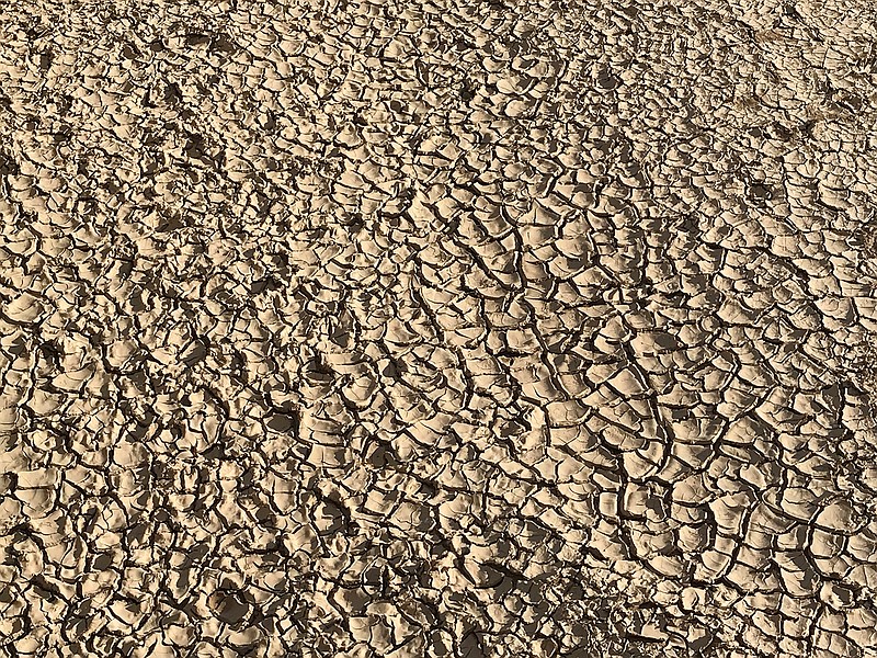 This June 22, 2018 image shows what is left of the cracked mud left behind as the Rio Grande dries near San Antonio, N.M. Federal water managers said a total of nearly 30 miles of the river have dried in central New Mexico due to drought. Managers, residents and farmers are awaiting the promise of summer rains that are expected to develop beginning Thursday, July 5, 2018 and continue into next week. (AP Photo/Susan Montoya Bryan)