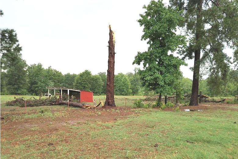 A recent storm downed several trees at Runnin' WJ Ranch south of Texarkana, Texas.