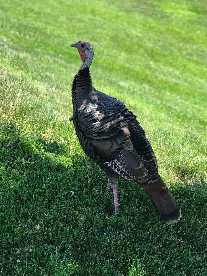 This photo of "Tina the Turkey" was posted to the Tina the Chapel Hill and Forum Turkey Facebook page July 13, 2018.