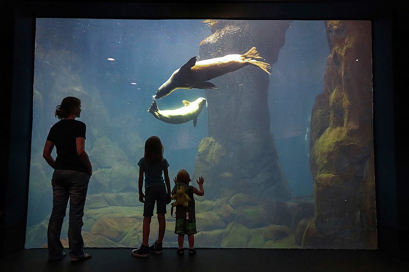 In this Wednesday, July 11, 2018 photo, Kate Cowling, left, and her children Addilynn, 8, and Cash, 2, get a close look at rescued and rehabbed Harbor Seal pup, Tomato, and 9-year-old sea lion, Squirt, through a underwater window during a public debut at Moody Gardens Aquarium Pyramid in Galveston, Texas. Tomato and another pup, Ravioli, traveled 2,324 miles this past February from Crescent City, Calif., to Galveston Island, are not able to be released back into the wild. ( Steve Gonzales/Houston Chronicle via AP)