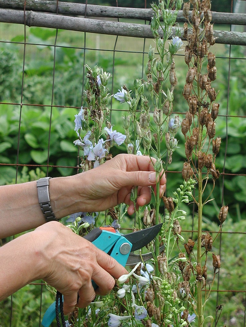 This undated photo shows delphinium flower stalks being cut back in New Paltz, N.Y. Cutting back spent flower stalks of some perennials, such as delphinium, can result in a repeat performance later in the season. (Lee Reich via AP)