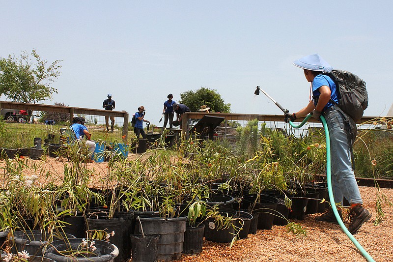 Erika Munoz, a crew leader for the Student Conservation Association, waters plants July 17 that will be placed in a butterfly garden at Brazoria National Wildlife Refuge in Lake Jackson, Texas. Munoz said the association not only gives students an opportunity to help the environment, but also exposes them to new experiences and ideas.