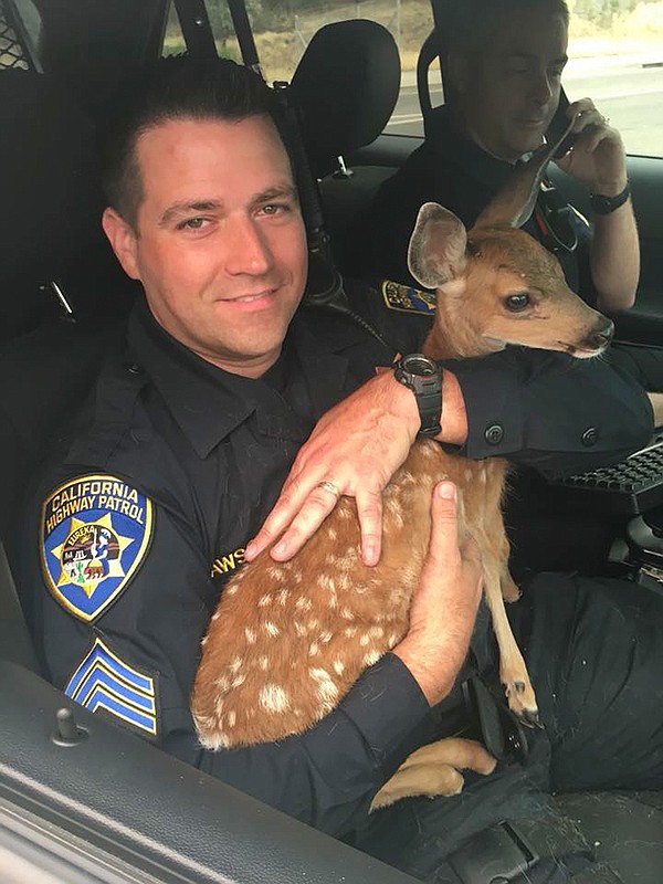 highway-patrol-officer-rescues-fawn-from-california-wildfire