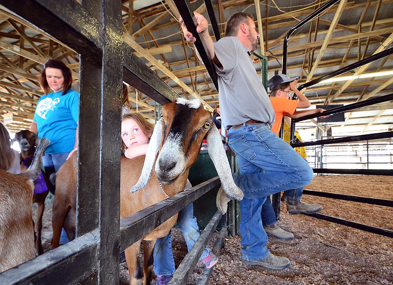 4-H and FFA members and their animals prepare for the goat shows on Thursday, Aug. 2, 2018, at the Jefferson City Jaycees Fairgrounds. 