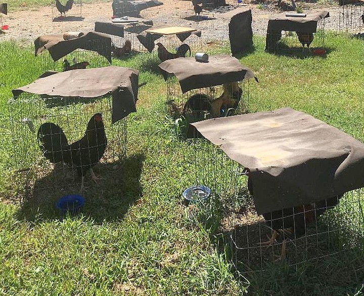 More than 100 roosters remain in the care of Sevier County jail trusties on Wednesday, August 1, 2018, after they were confiscated during the investigation and arrests of cockfighting suspects.