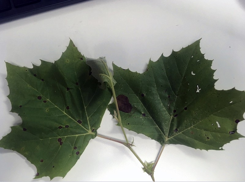 <p>(Photo submitted by Pulaski County Extension Center) These are maple leaves, matching that of Norway maple. There are a number of cultivars, such as Emerald Lustre, Jade Glen, Olmsted and Super Form. They vary some on height and shape, e.g. some are even columnar.</p>