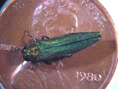 The emerald ash borer is a small, metallic green beetle native to Asia that attacks all species of ash trees. At approximately a half-inch long, the green adult beetle feeds on leaves and does little damage to trees. However, in its larval stage, the insect kills ash trees by feeding on the water- and nutrient-conducting tissues just under the bark.